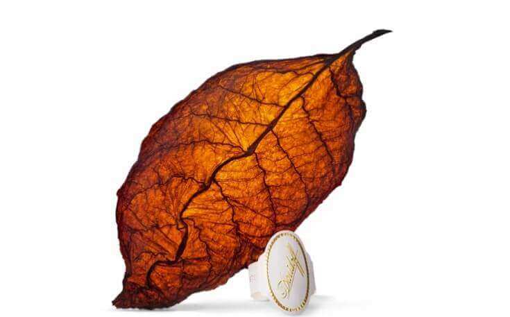 Davidoff The Difference